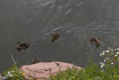 פאזל של Petite famille (Fr)