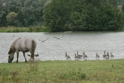 wild horse (Nl)