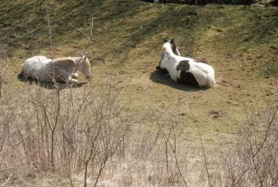 Horses (East Belgium)