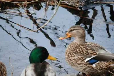 Canard (Verviers-East Belgium)