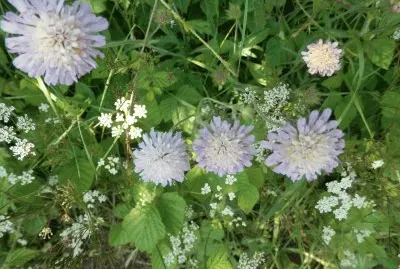 Fleurs (East Belgium)