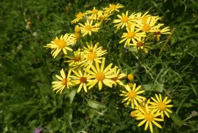 Fleurs (East Belgium)
