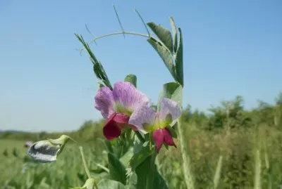 Fleurs (East Belgium)