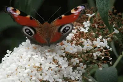 Butterfly at home(East Belgium)