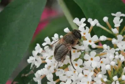 GuÃªpe solitaire (Belgium)