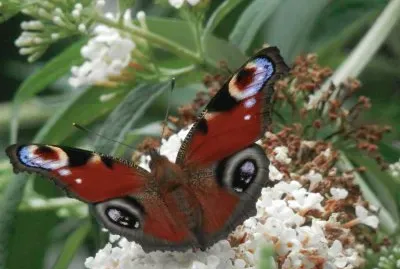 Butterfly (East Belgium)