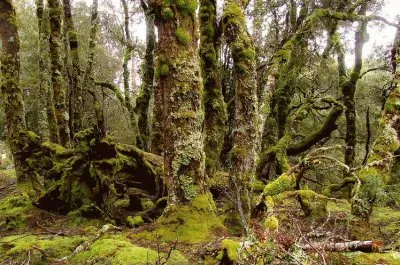 En Tasmania jigsaw puzzle