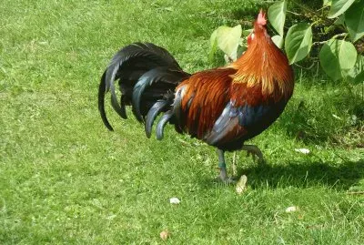 Rooster jigsaw puzzle