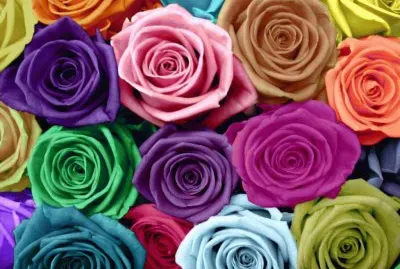 Roses