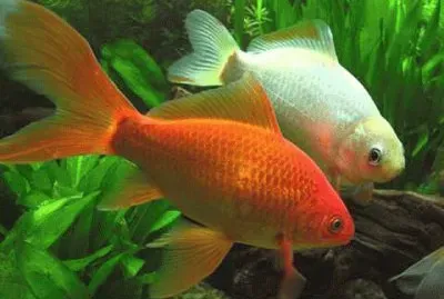 Peces