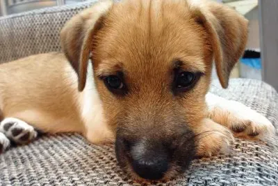 פאזל של I 'm Macchia!