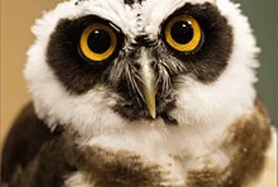 פאזל של civette