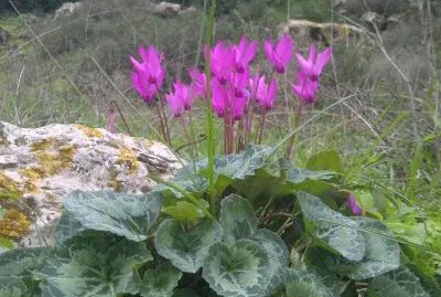 פאזל של ×¨×§×¤×•×ª