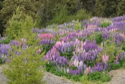 En El BolsÃ³n. RÃ­o Negro. Argentina