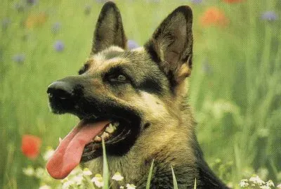 פאזל של gosset