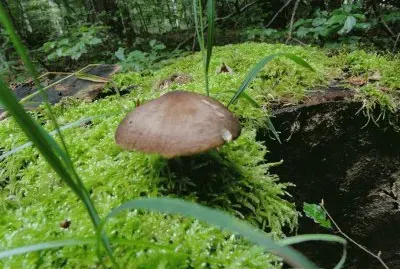 champignon jigsaw puzzle
