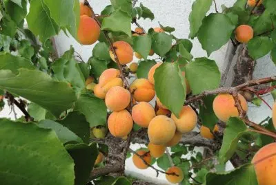 abricots