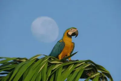 Arara Canindé