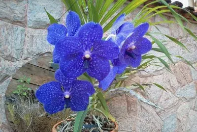 OrquÃ­dea Azul