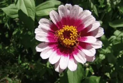 zinnia