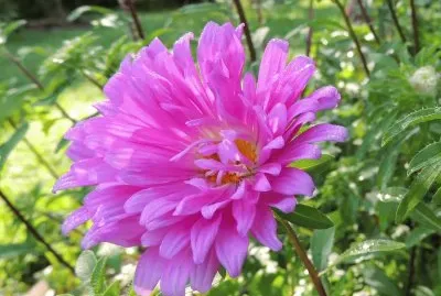 פאזל של marguerite