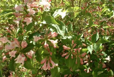 פאזל של printemps