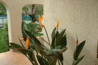 strelizzia