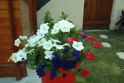 petunia jigsaw puzzle