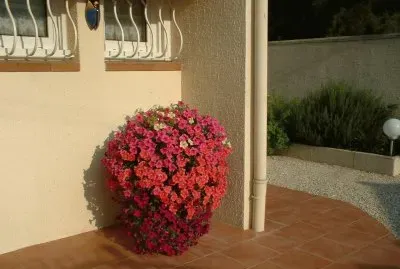 petunia jigsaw puzzle