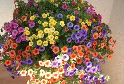 petunia jigsaw puzzle