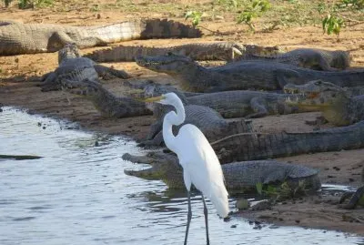 Jacarés e Garça do Pantanal - MS