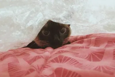 animais e bichos de estimação