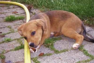 bÃ©bÃ© chien jigsaw puzzle