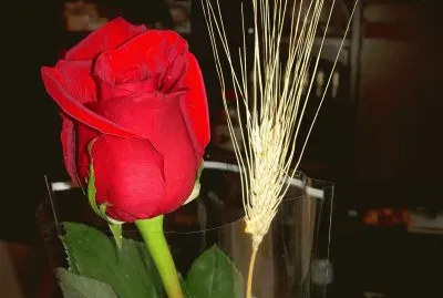 Rosa de Sant Jordi