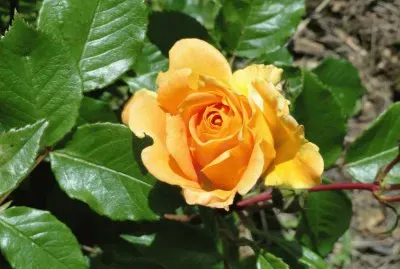rose jaune