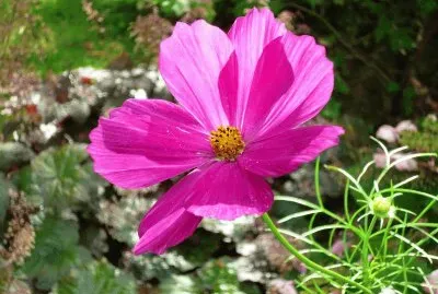 cosmos