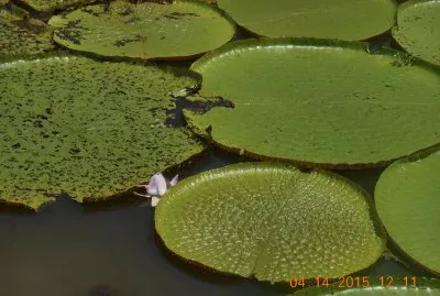 Vitoria Régia - Manaus - AM