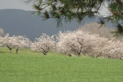 פאזל של cerisiers