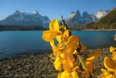 FLORES R. TURBIO