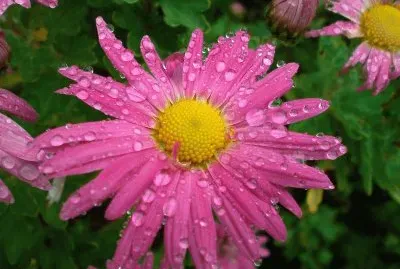 פאזל של marguerite