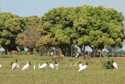 Tuiuius e Cavalos