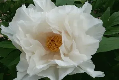 peonia  "renkaku "