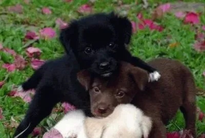 פאזל של filhotinhos