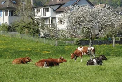 vaches aux champs jigsaw puzzle