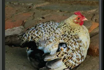 mamÃ¡ gallina jigsaw puzzle
