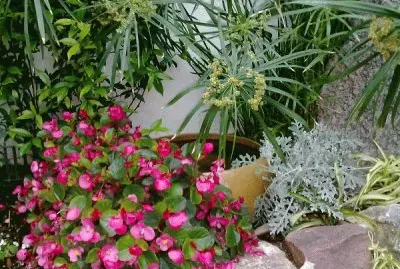 begonias