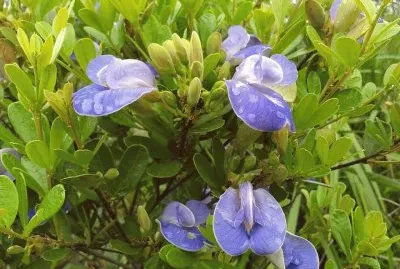 Flor Lilás Silvestre