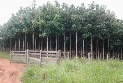PlantaÃ§Ã£o de Teca