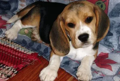 Cãozinho Fofo