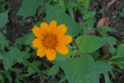 FLOR SILVESTRE
